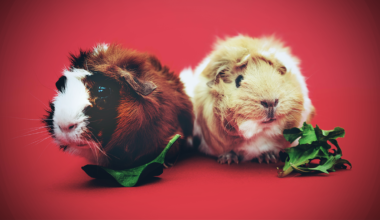 No one likes animal tests. Here’s how to reduce them